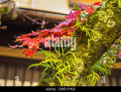 Das Herbstlaub mit bunten Ahornblättern. Kyoto ist einer der meistbesuchten Orte, um das tiefe Laub der Herbstfarben zu bewundern und zu genießen. Stockfoto