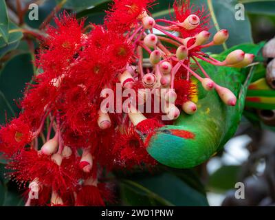 Musk Lorikeet, Glossopsitta concinna, ernährt sich von den Blüten des rotblühenden Kaugummis in Tasmanien, Australien Stockfoto