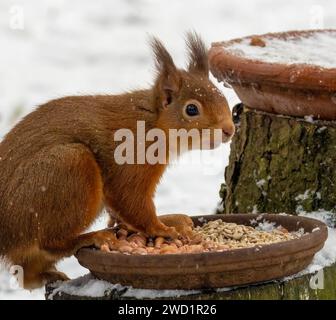 Das hungrige kleine schottische Eichhörnchen isst Erdnüsse von einem Gericht im Wald im Schnee Stockfoto