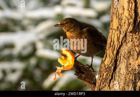 Hungrige Amsel pickt an einem Apfel auf einem Baum Stockfoto