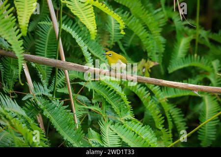 Zosterops japonicus, auch bekannt als japanisches Weißauge oder Bergweissauge, ein kleiner Passerinvogel. Mount Lokon, Tomohon, Nord-Sulawesi, Indonesien Stockfoto