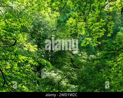 Sonnenlicht durch gemischtes grünes Laub der Baumkronen im Summer Woodland, Derbyshire, England, Großbritannien Stockfoto