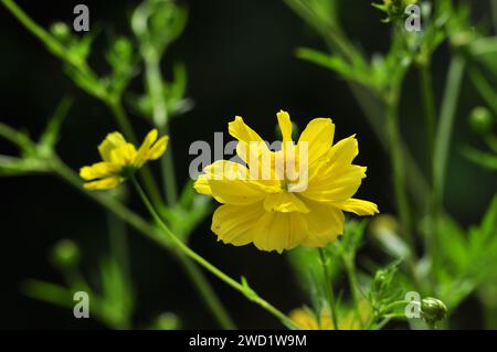 Selektiver Fokus von Cosmos caudatus Blume Unschärfe Hintergrund Stockfoto