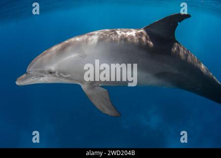 Ein einsamer indopazifischer Tümmler (Tursiops aduncus) navigiert anmutig durch das ruhige blaue Wasser und zeigt sein schlankes Profil und seine Ruhe Stockfoto