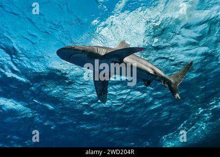 Unterwasseransicht eines Ozeanischen Weißspitzenhais (Carcharhinus longimanus) mit einer klaren blauen Wasseroberfläche darüber Stockfoto