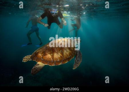 Unterwasserblick von Schnorchlern, die eine grüne Meeresschildkröte (Chelonia mydas) mit Sonnenstrahlen beobachten, die das blaue Wasser durchdringen und die Erkundung der Meereslebewesen zeigen Stockfoto