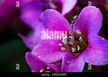 Bergenia cordifolia purpurea Elefantenohren mit Ameise auf violettem Blütenblatt Stockfoto