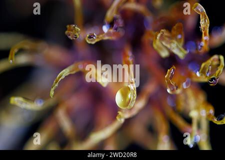 Hamamelisblume mit Wassertropfen auf Blütenblättern Stockfoto