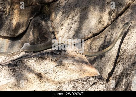 Ein großer Schwarzer Mamba sucht in den Spalten eines Granitaufbruchs nach dem jungen Hyrax. Diese Schlangen haben ein starkes Neurotoxin, das ihre Beute schnell tötet Stockfoto
