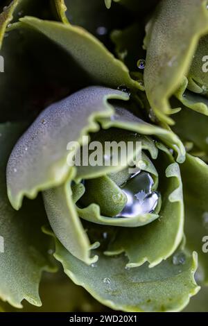 sedum mit Wassertropfen Stockfoto