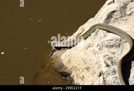 Eine junge Schwarze Mamba geht an die Ufer des Great Ruaha River für einen Drink in der Hitze des Tages. Wie die meisten Schlangen kann auch die Black Mamba gut schwimmen. Stockfoto