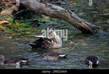 Indische Spot-Ente auf einem Teich Stockfoto
