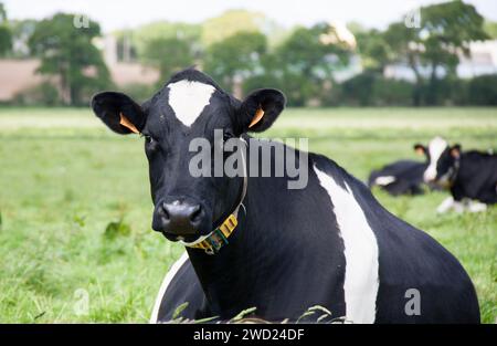 Nahaufnahme von holsteinischen Kühen, die mit dem Gesicht nach unten auf der Weide liegen. Stockfoto