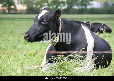 Nahaufnahme von holsteinischen Kühen, die mit dem Gesicht nach unten auf der Weide liegen. Stockfoto