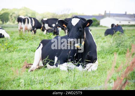 Nahaufnahme von holsteinischen Kühen, die mit dem Gesicht nach unten auf der Weide liegen. Stockfoto