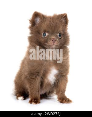 Junge pomeranian vor weißem Hintergrund Stockfoto