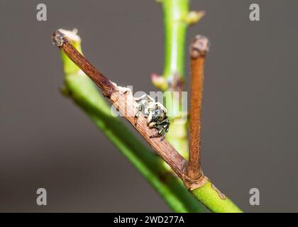 Springende Spinnen Süd-Arica Stockfoto