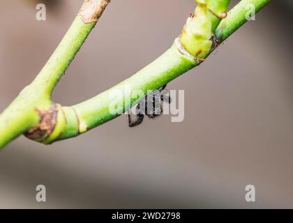 Springende Spinnen Süd-Arica Stockfoto