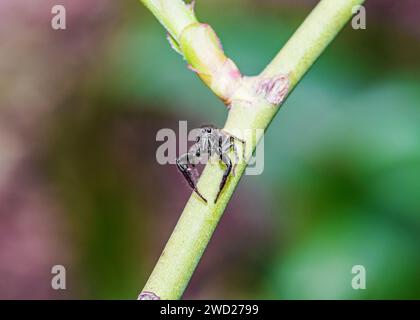 Springende Spinnen Süd-Arica Stockfoto