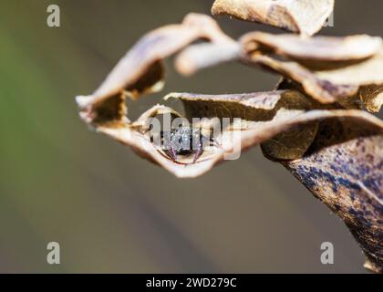 Springende Spinnen Süd-Arica Stockfoto