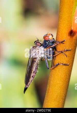 Räuber Flie Dragon Fly Moped Südafrika Stockfoto