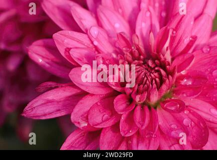 Blumen-Vorderansicht, schöne Nahaufnahme floraler Hintergrund. Stockfoto