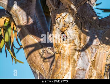Acacia Rattenbarbet Namibia Desert Stockfoto