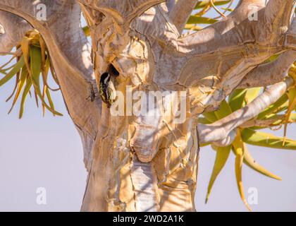 Acacia Rattenbarbet Namibia Desert Stockfoto