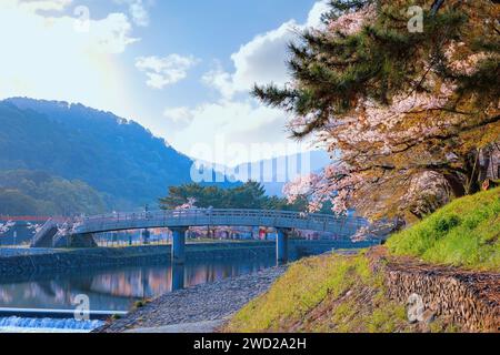 Kyoto, Japan - 1. April 2023: Präfekturaler Uji Park mit voller Kirschblüte ist das Symbol der Stadt Uji mit schöner Landschaft der Stadt und PR Stockfoto