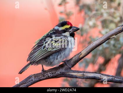 Acacia Rattenbarbet Namibia Desert Stockfoto