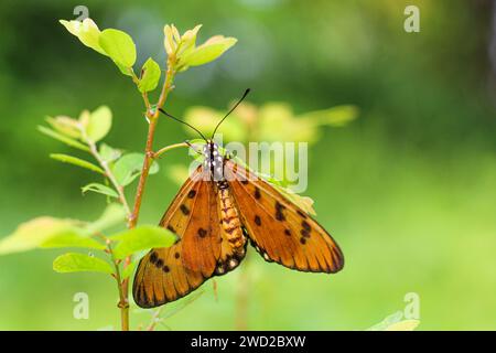 Hintergrundfoto eines braunen Schmetterlings auf einer kleinen Pflanze Stockfoto