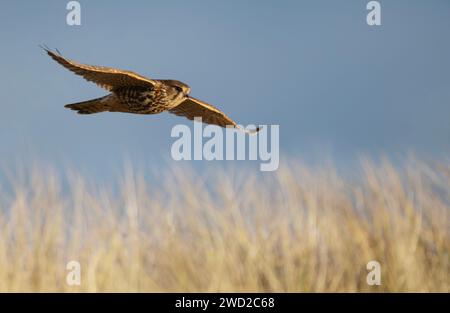 Ein wildes weibliches Merlin (Falco columbarius) auf der Jagd auf Lindisfarne, Northumberland Stockfoto