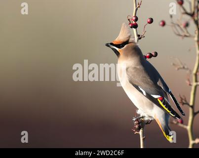 Böhmische Wachsflügel (Bombycilla garrulus), die Weißdornbeeren fressen, Cotswolds 2024 Stockfoto