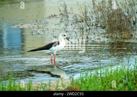 Die Schwarzflügelstelze (Himantopus himantopus) ernährt sich von der Salzwiese. Porträt im nördlichen Schwarzen Meer. Marsh samphire (Salicornia europaea) Stockfoto