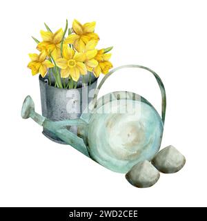 Wasserkanne mit Steinen und gelben Narzissen im Vintage-Eimer aus Metall. Handgezeichnete Gartenwerkzeuge Illustration, Blumenarrangement , c Stockfoto