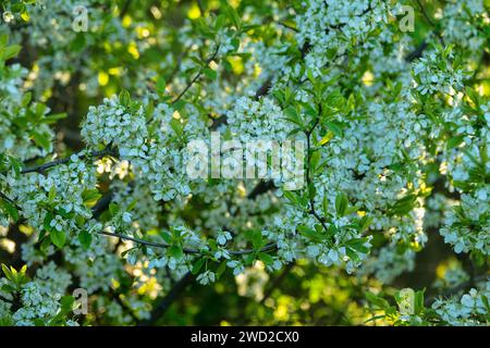 Schwarzdorn (Prunus spinosa) thornbusch. Waldsteppe mit blühenden Wildobsthühlen. Art der Biocenose nahe der natürlichen Ursteppe. Rostow Re Stockfoto