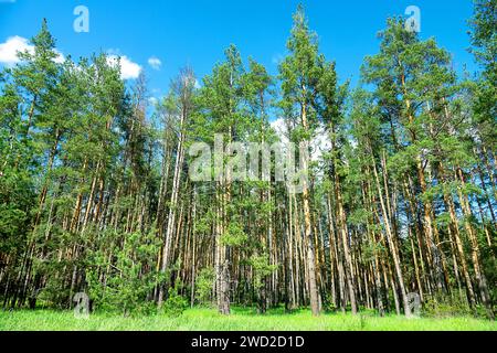 Ein alter künstlicher Kiefernwald. Waldrand und Waldwiese Stockfoto