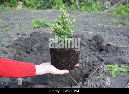 Gärtner pflanzt Picea glauca Conica in den Boden Stockfoto