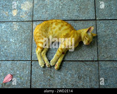 Einsam schlafende Ingwerkatze. Junge rote Katze, die auf einer Granitfliese schläft Stockfoto