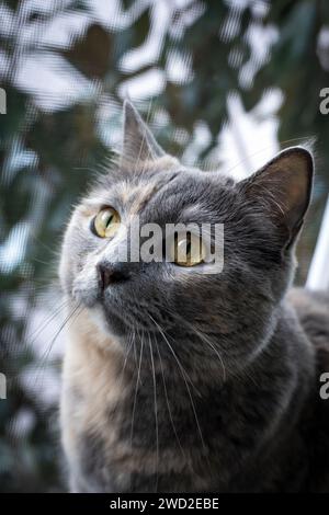 Die süße graue Hauskatze sieht neugierig aus. Schöne britische Schildkröte Stockfoto