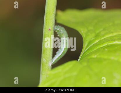 Die schmetterlingsraupe mit Orangenspitze verwandelt sich in einen Chrysalis Stockfoto