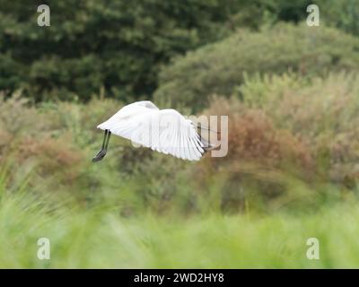 Ein Löffelschnabel, der tief über Wasser fliegt im Sommer Nordfrankreich Stockfoto