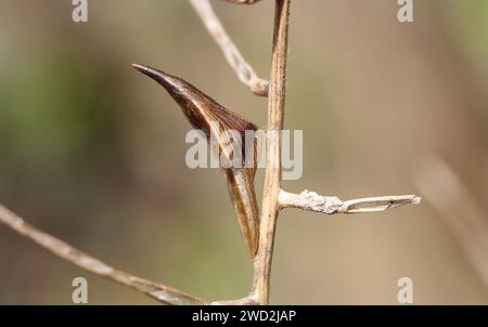 Der Schmetterling Mit Orangenspitze Chrysalis Stockfoto