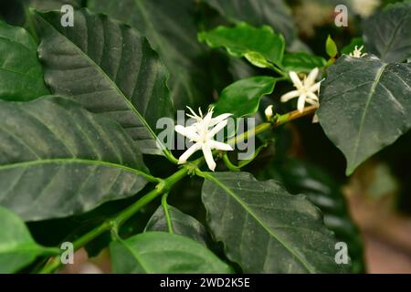 Arabian Coffee oder arabica Coffea arabica (Coffea arabica) ist ein mehrjähriger Baum oder Sträucher, der in den Hochländern Äthiopiens und Jemens beheimatet ist. Seine gerösteten Früchte (Beeren) Stockfoto