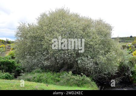 Die graue Weide (Salix cinerea oleifolia) ist ein Laubstrauch oder kleiner Baum, der auf der Iberischen Halbinsel, Westfrankreich, Großbritannien, Irland und Nort beheimatet ist Stockfoto