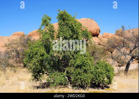 Senfbaum oder Zahnbürstenbaum (Salvadora persica) ist ein medizinischer Sträucher oder kleiner Baum, der in Afrika und Westasien beheimatet ist. Dieses Foto wurde in Spit aufgenommen Stockfoto