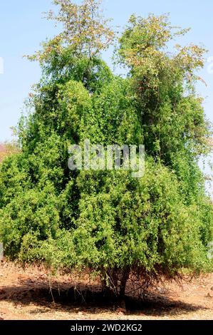 Senfbaum oder Zahnbürstenbaum (Salvadora persica) ist ein medizinischer Sträucher oder kleiner Baum, der in Afrika und Westasien beheimatet ist. Dieses Foto wurde in Epup aufgenommen Stockfoto