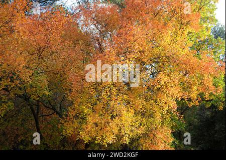 Montpellier Ahorn (Acer monspessulanum) ist ein Laubbaum aus dem Mittelmeerbecken. Dieses Foto wurde im Prades-Gebirge in der provinz Tarragona aufgenommen Stockfoto