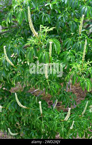 California buckeye oder California Horse-Chesnut (Aesculus californica) ist ein sommergrüner kleiner Baum aus Kalifornien, USA. Blumen und Blätter Detail. Stockfoto