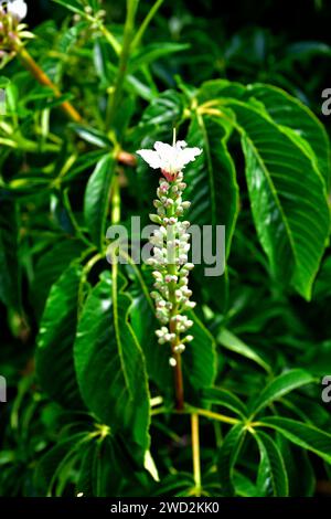 California buckeye oder California Horse-Chesnut (Aesculus californica) ist ein sommergrüner kleiner Baum aus Kalifornien, USA. Blumen und Blätter Detail. Stockfoto